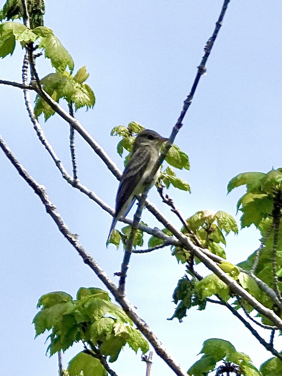 Eastern Wood-Pewee - Howie Nielsen