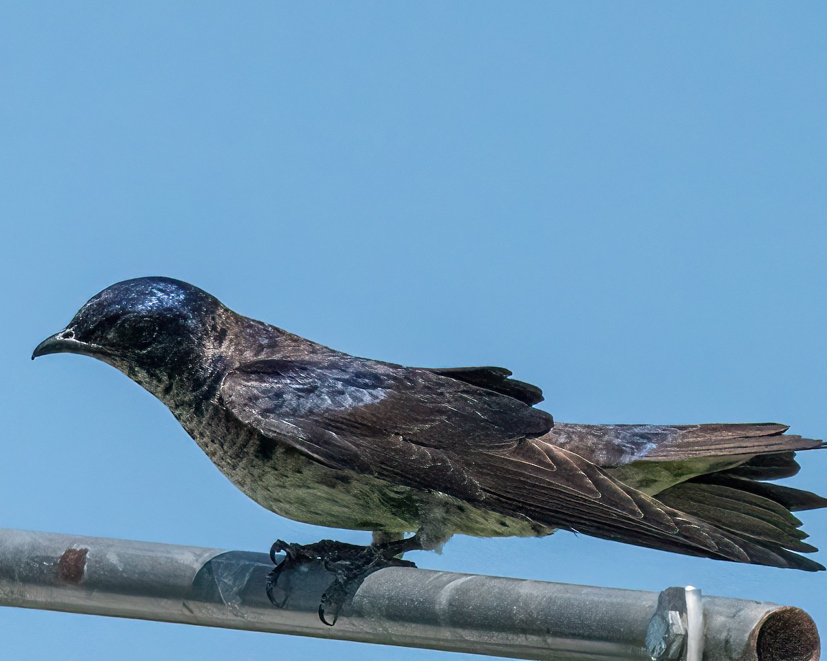 Purple Martin - Mark Singer