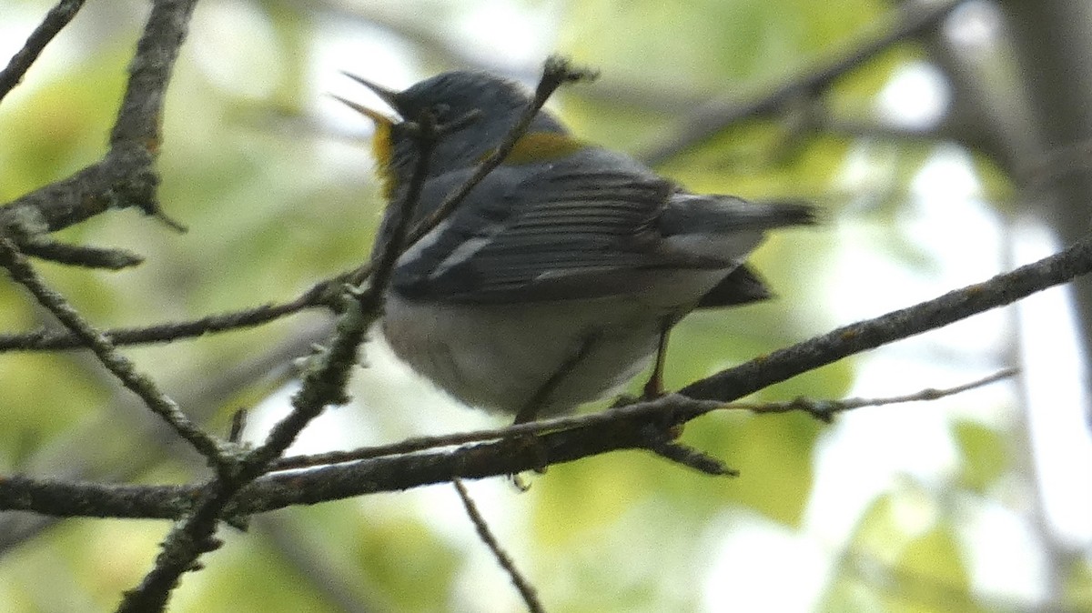 Northern Parula - Ken Villebro