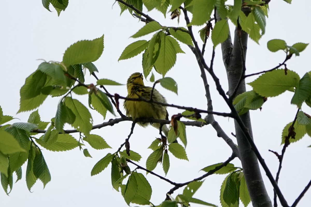 Prairie Warbler - Marilyn Ohler