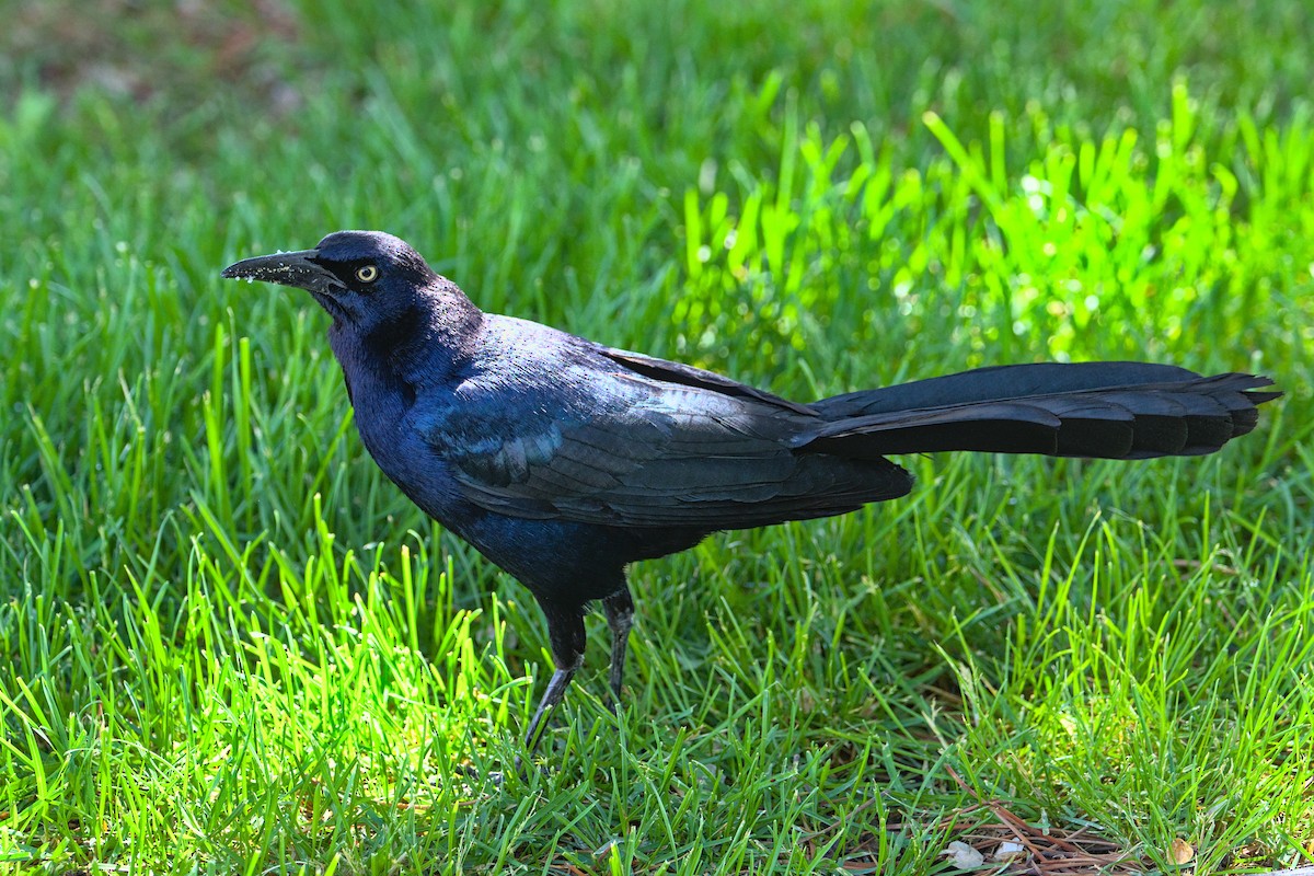 Great-tailed Grackle - Bartholomew Birdee