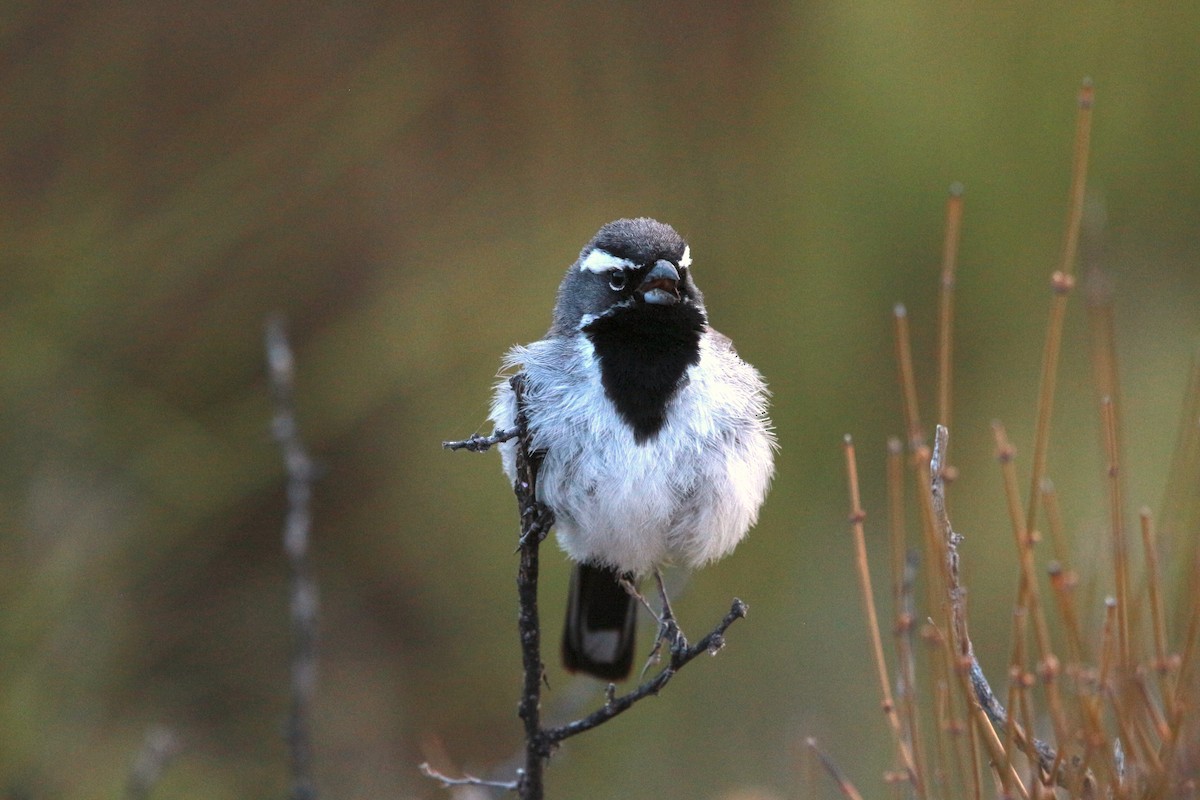 Black-throated Sparrow - Jesse Pline