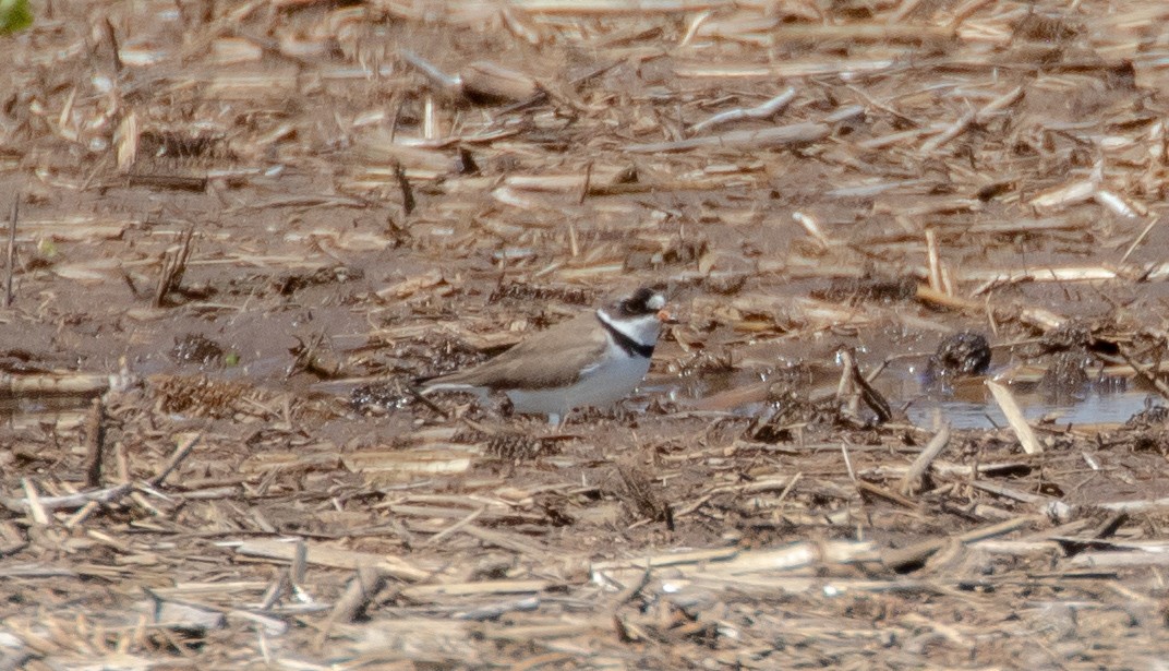 Semipalmated Plover - ML619458297