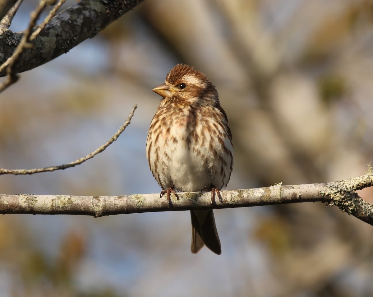 Purple Finch - Ronnie Van Dommelen