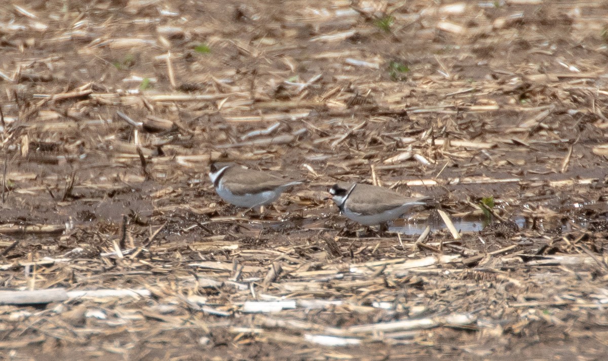 Semipalmated Plover - ML619458301