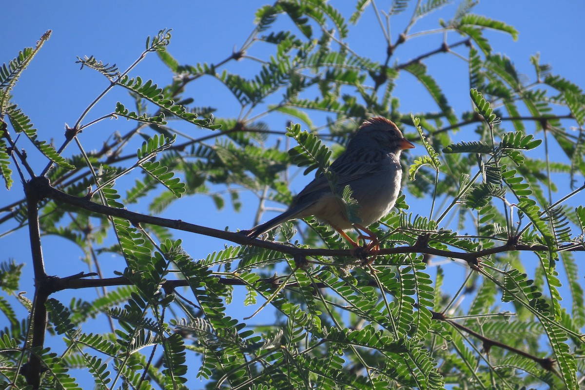 Rufous-winged Sparrow - David Brinkman