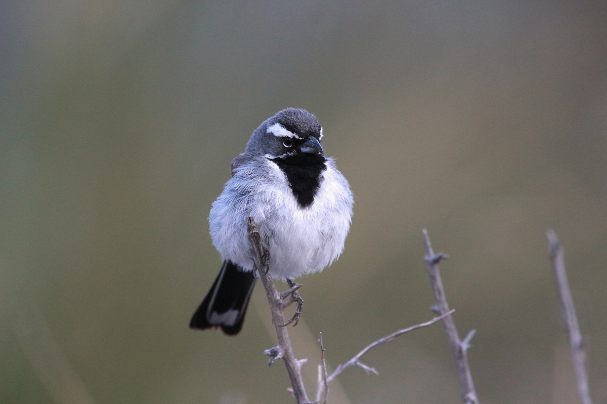 Black-throated Sparrow - Jesse Pline