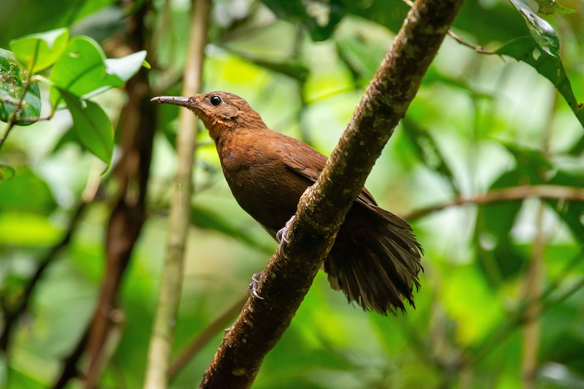 South American Leaftosser (Atlantic) - ML619458313