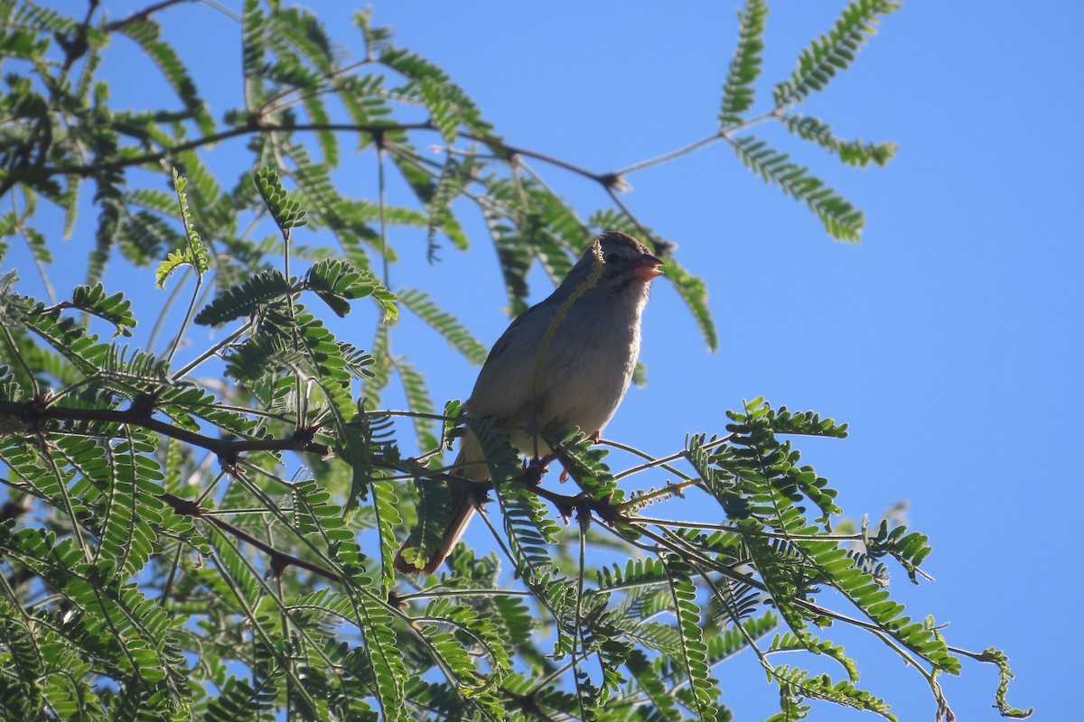 Rufous-winged Sparrow - David Brinkman