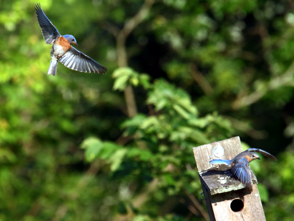 Eastern Bluebird - Edgar E Alegre