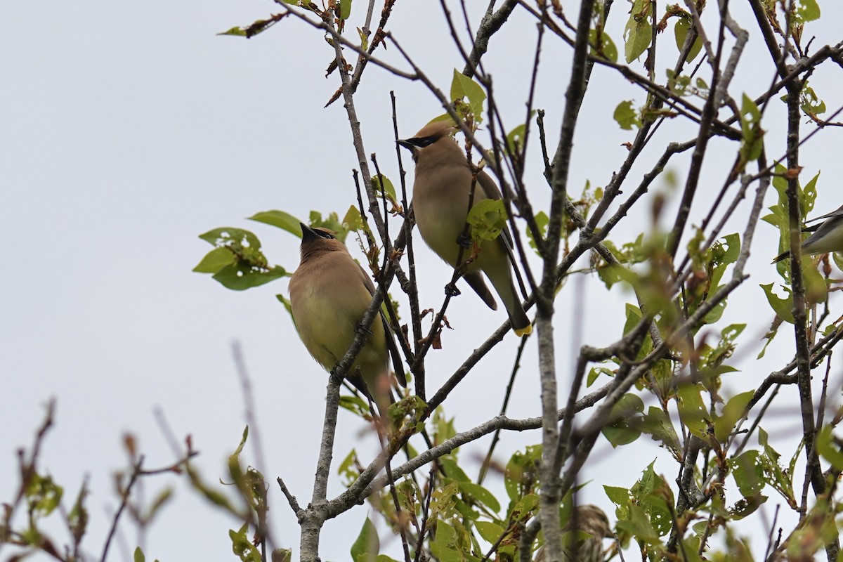 Cedar Waxwing - ML619458320