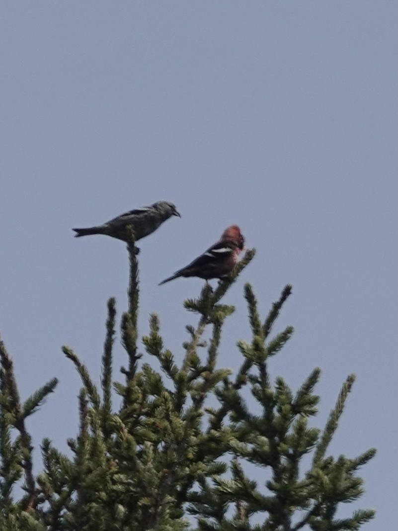 White-winged Crossbill - Howie Nielsen