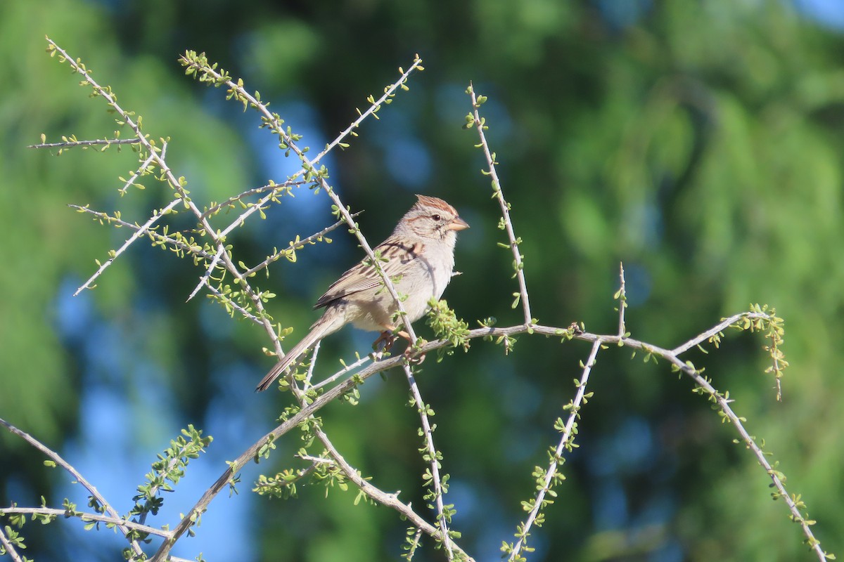 Rufous-winged Sparrow - David Brinkman