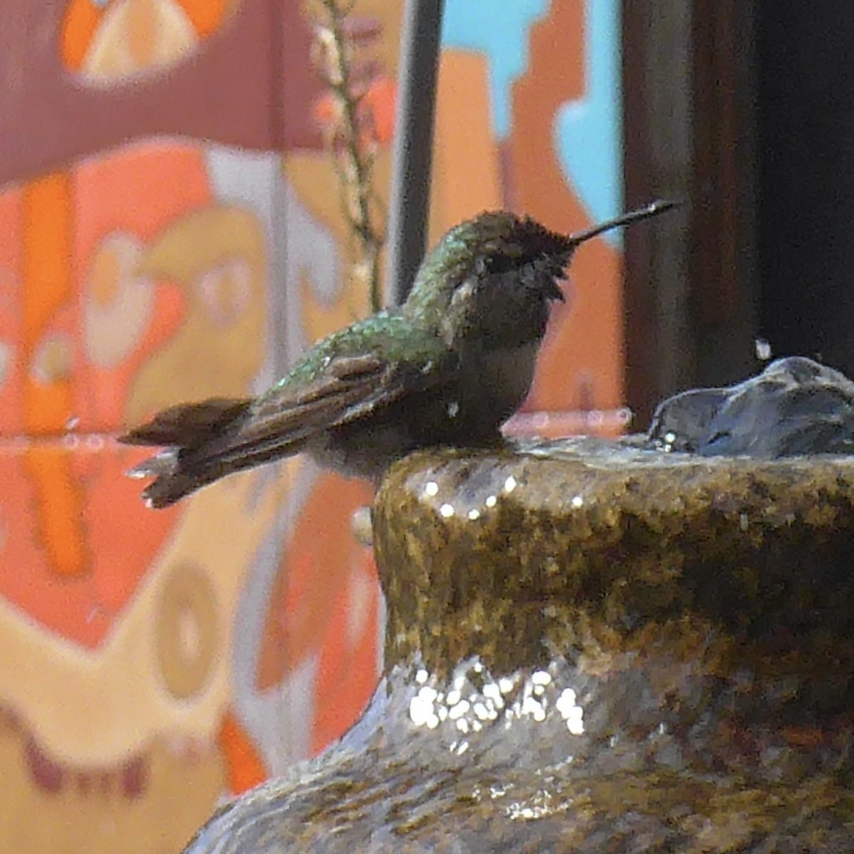 Anna's Hummingbird - Anonymous