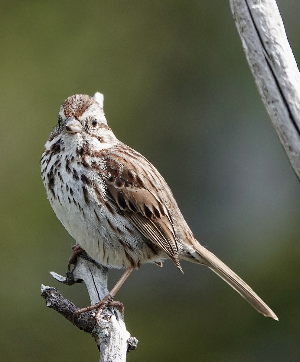 Song Sparrow - Howie Nielsen