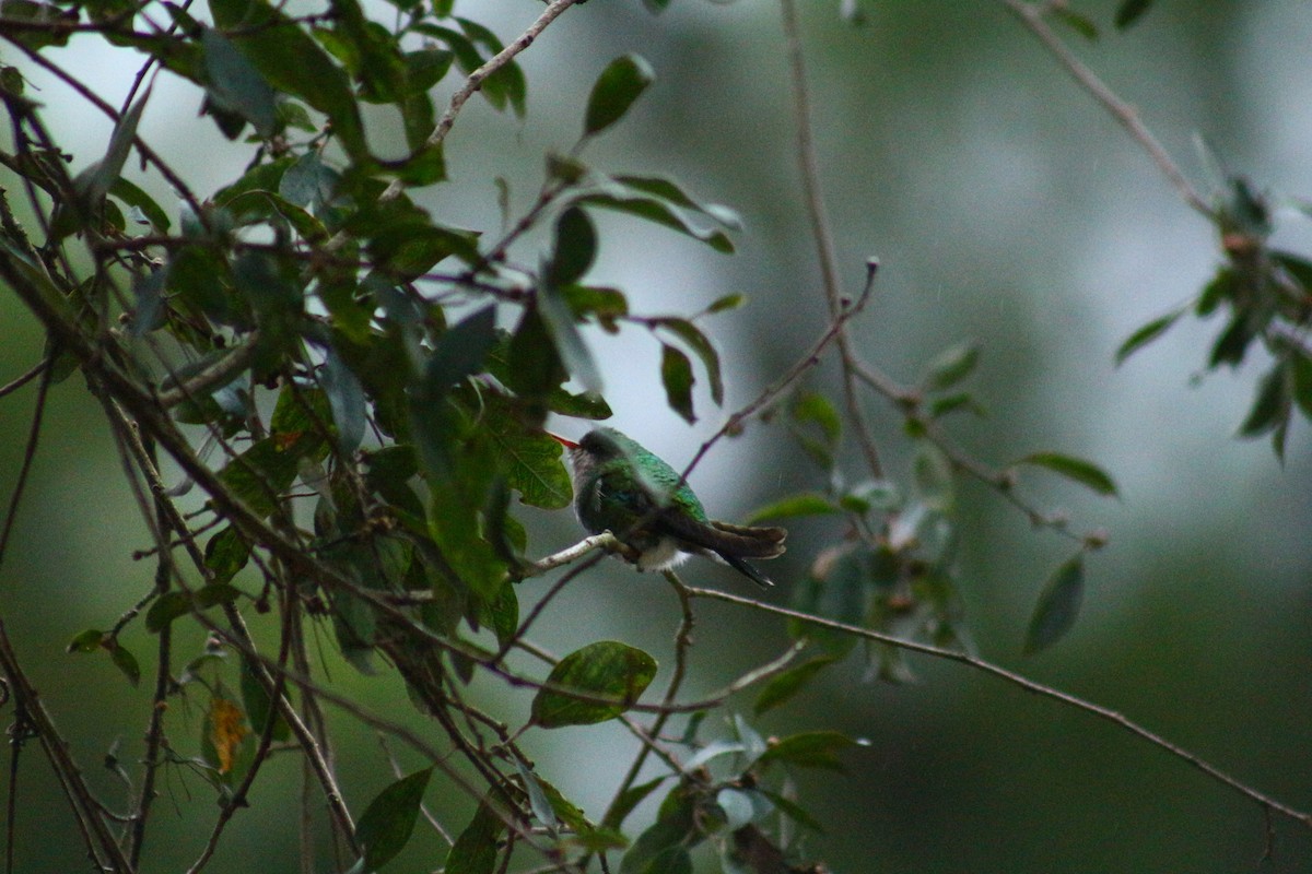 Colibrí Jaspeado - ML619458351