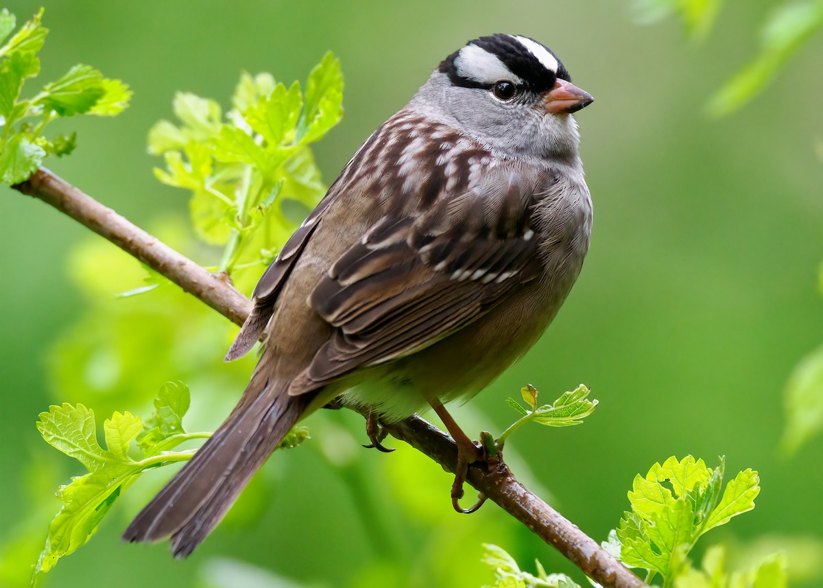 White-crowned Sparrow (Dark-lored) - ML619458354