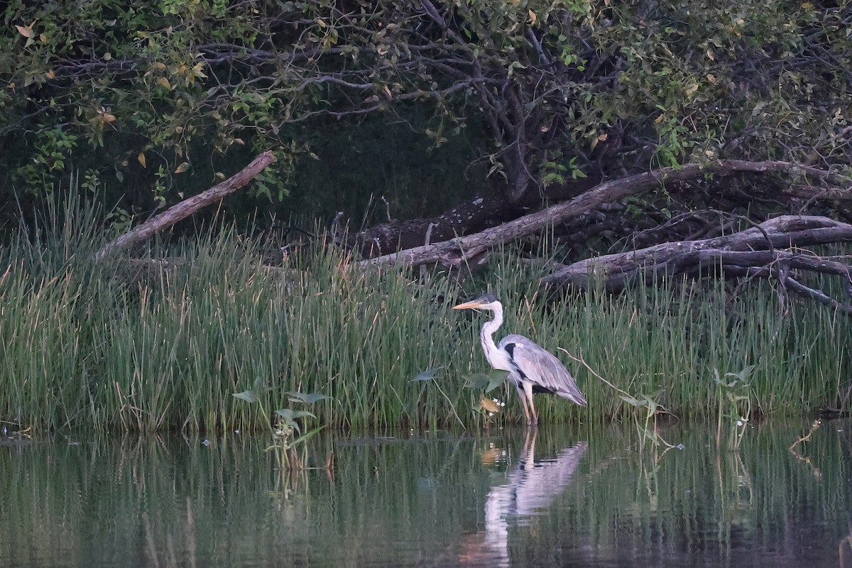 Cocoi Heron - Hubert Stelmach