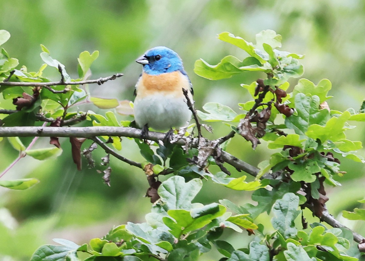 Lazuli Bunting - Ritch Pope