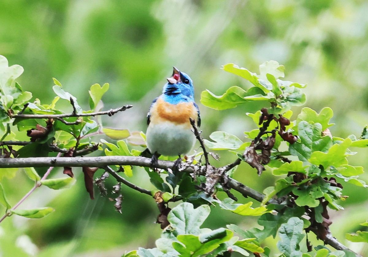 Lazuli Bunting - Ritch Pope