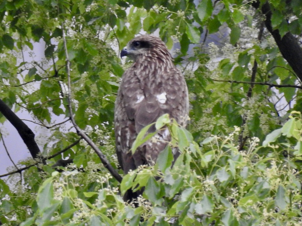 Black Kite - Craig Jackson