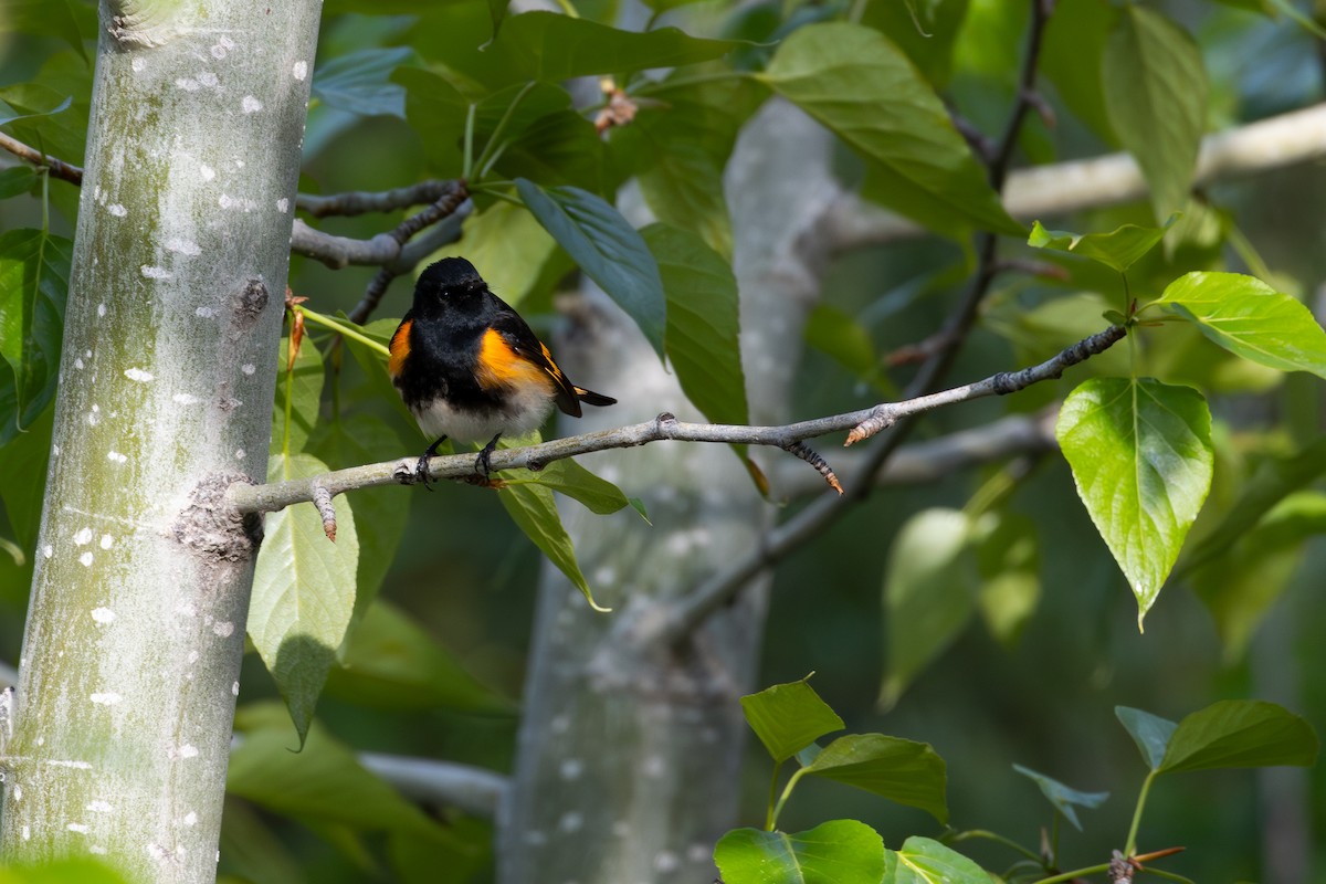 American Redstart - David R. Scott