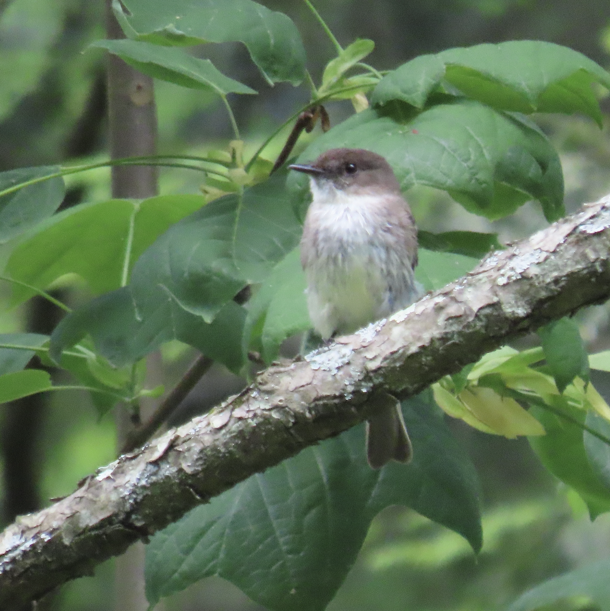 Eastern Phoebe - Angie Trumbo