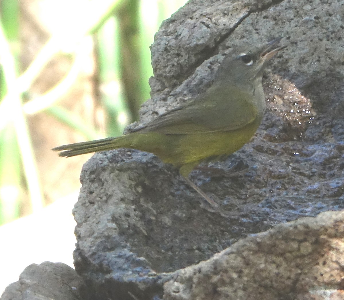 MacGillivray's Warbler - Carolyn Ohl, cc