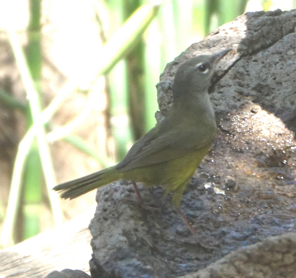 MacGillivray's Warbler - Carolyn Ohl, cc