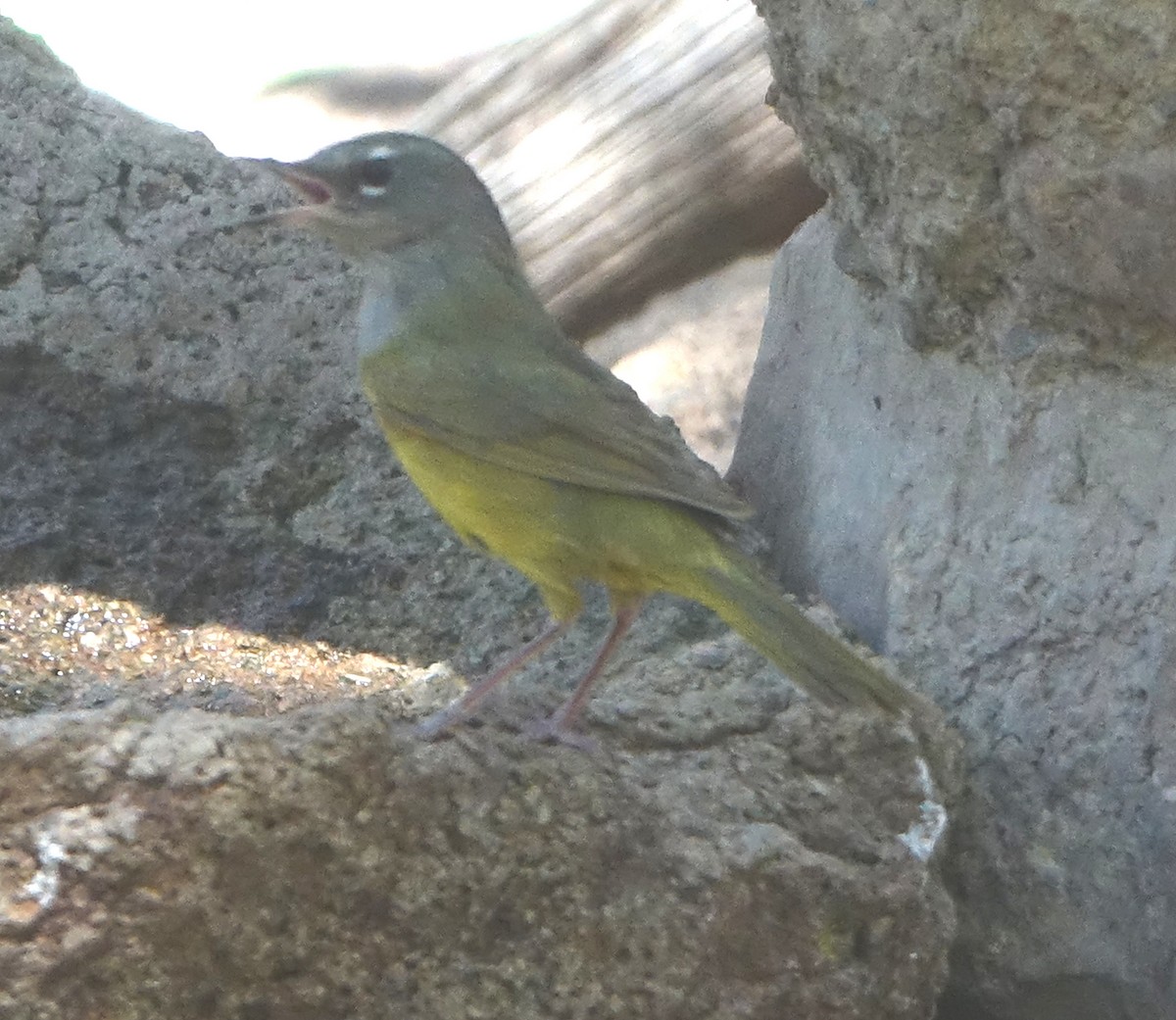 MacGillivray's Warbler - Carolyn Ohl, cc