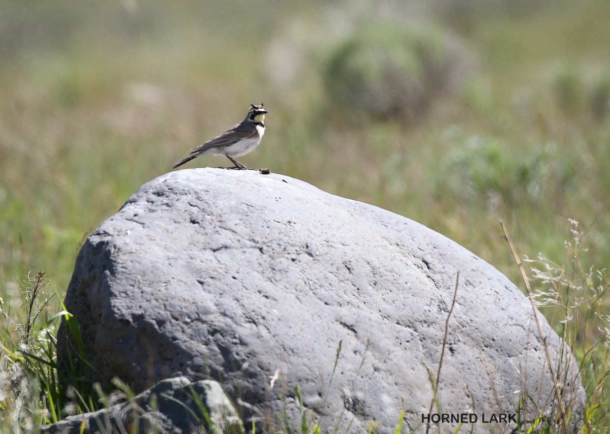 Horned Lark - Wayne Diakow