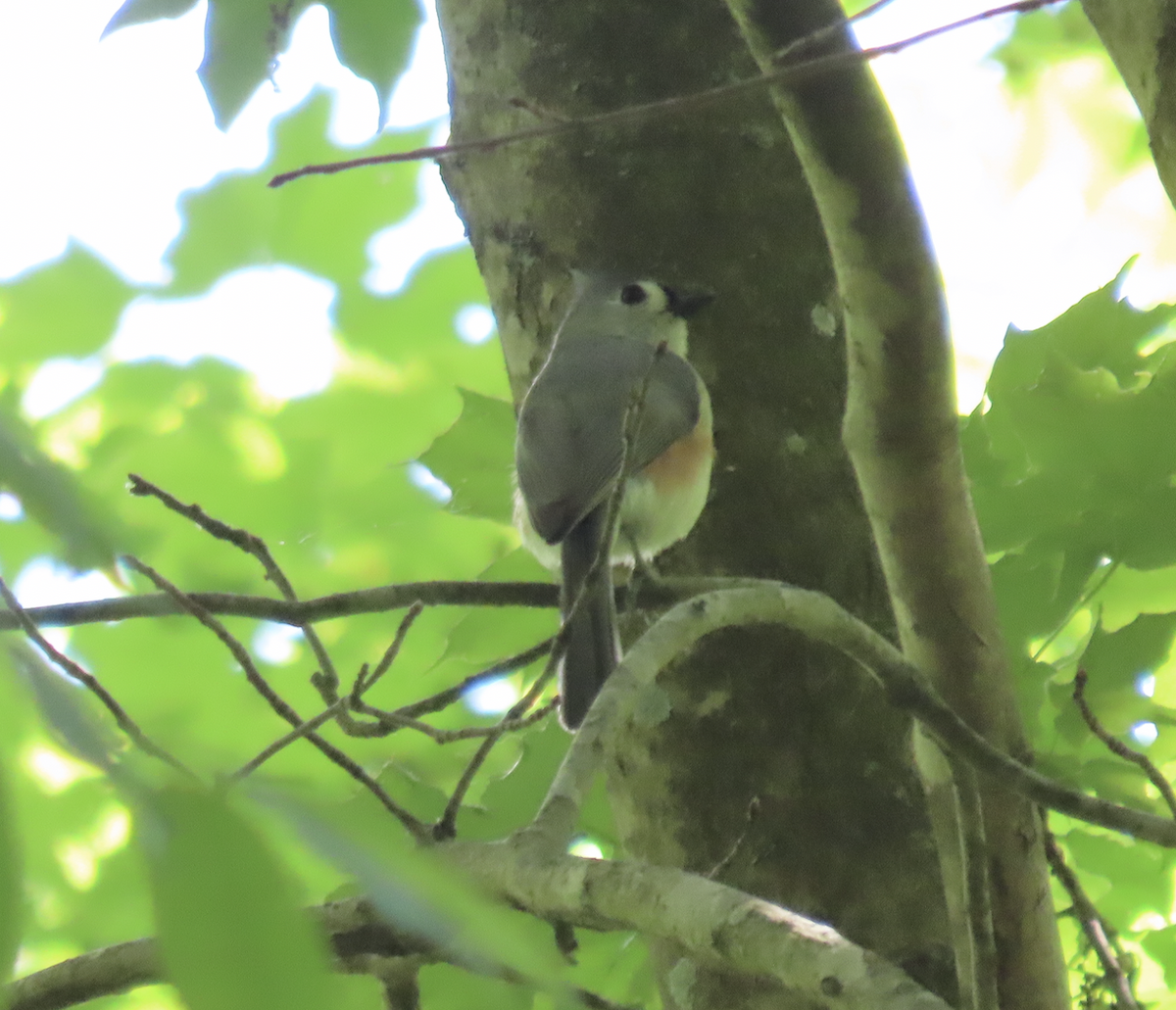 Tufted Titmouse - Angie Trumbo
