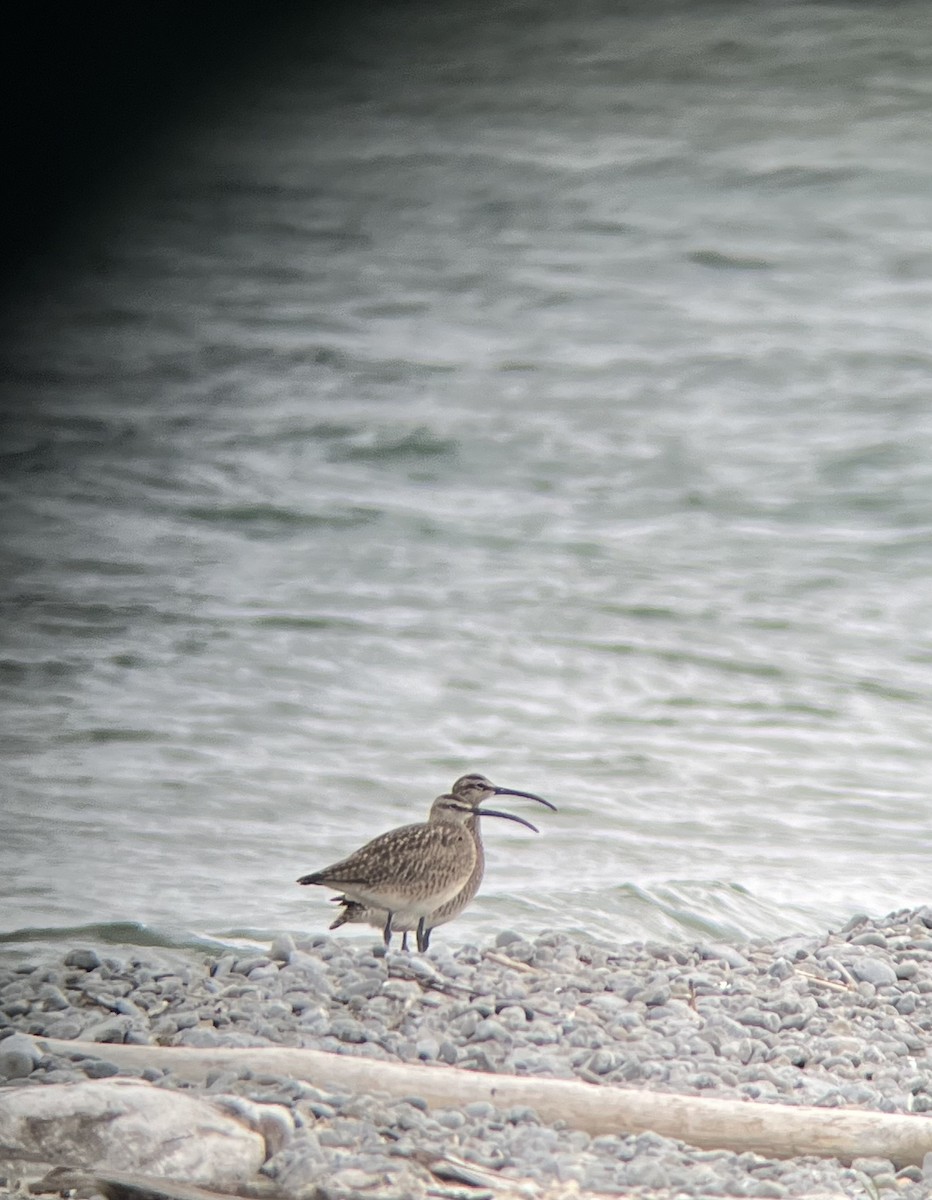 Whimbrel - Rob Cumming