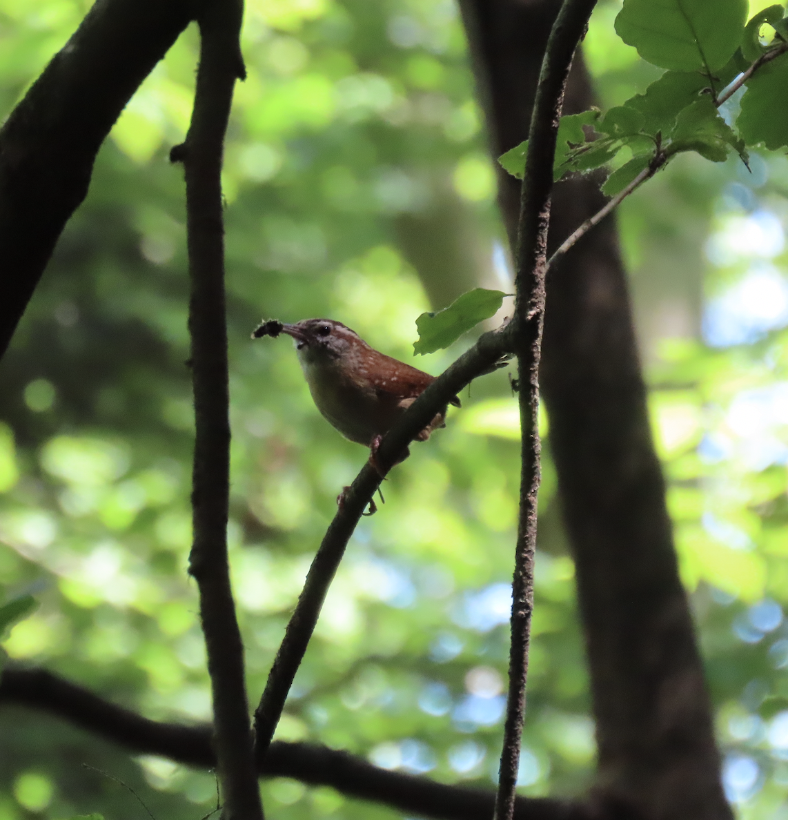 Carolina Wren - Angie Trumbo