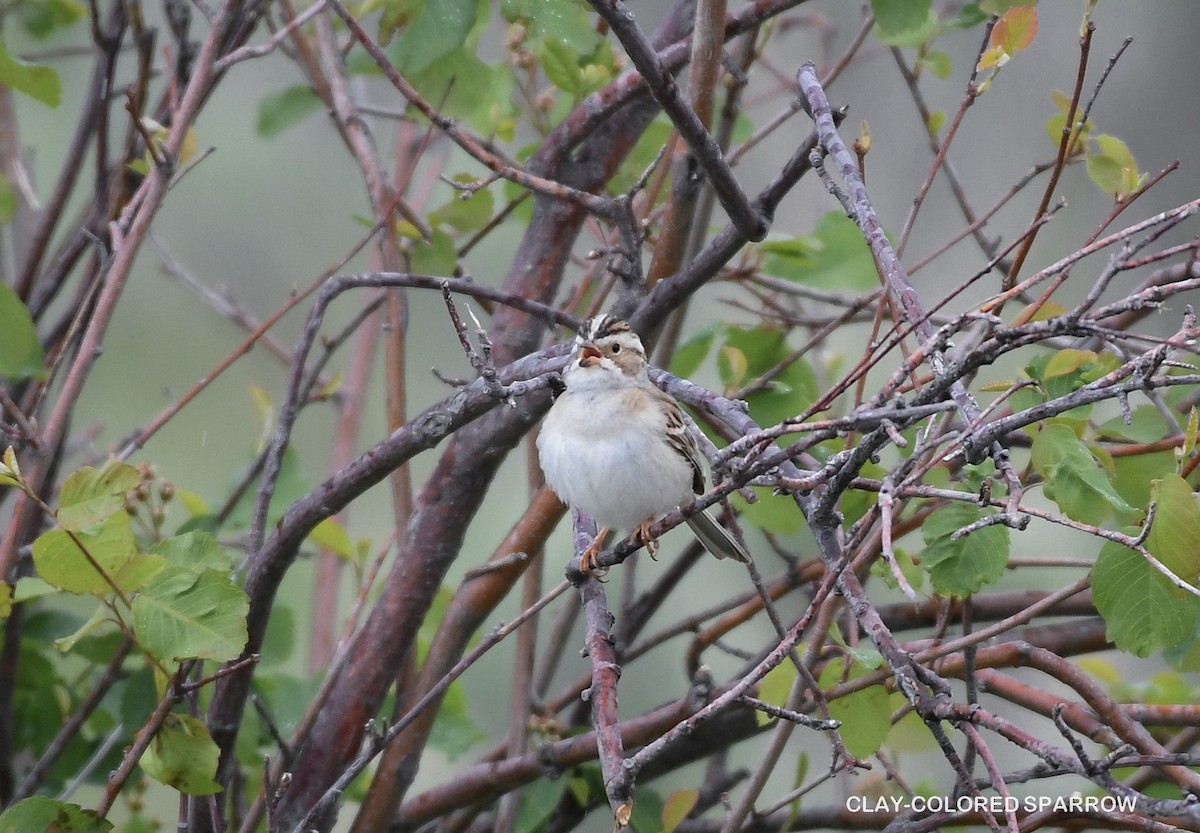 Clay-colored Sparrow - Wayne Diakow