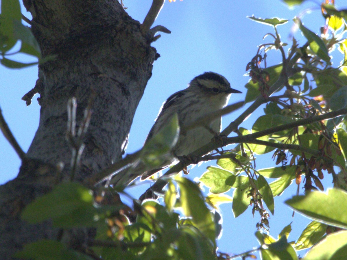 Black-and-white Warbler - ML619458402