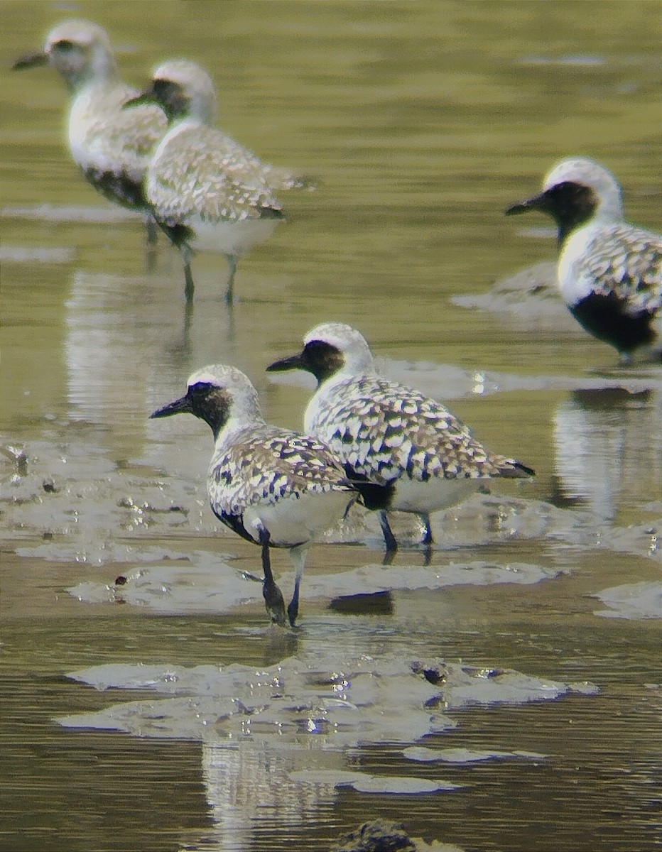 Black-bellied Plover - ML619458404