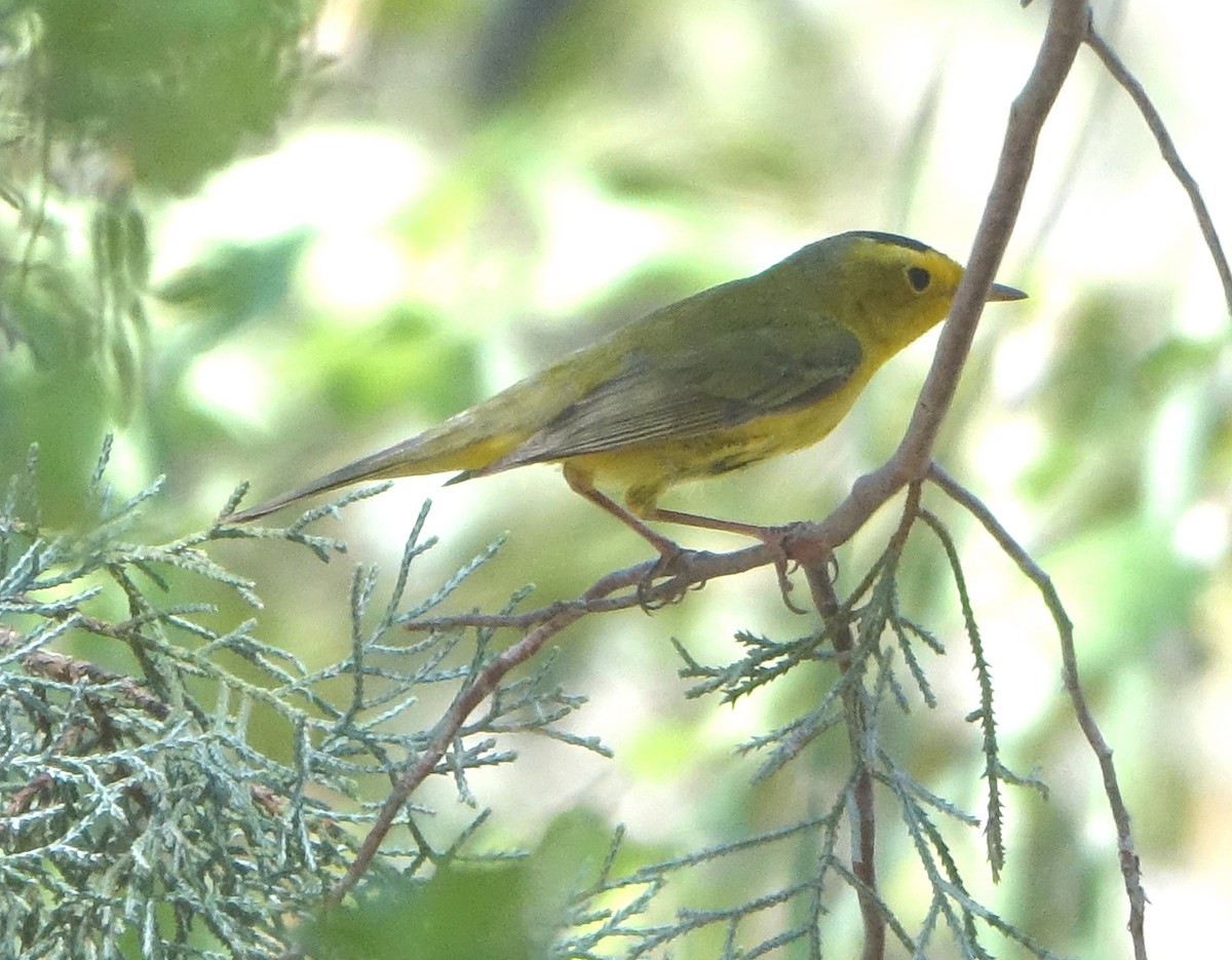 Wilson's Warbler - Carolyn Ohl, cc