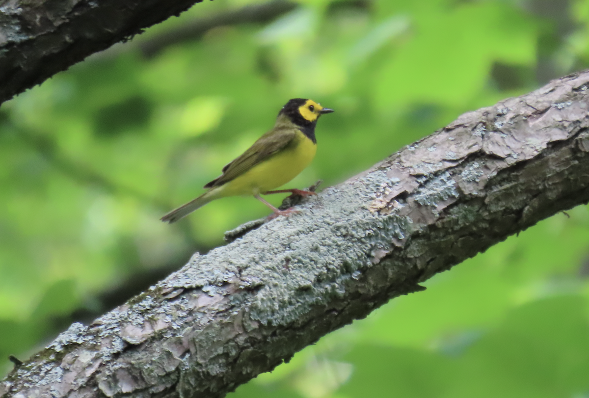 Hooded Warbler - Angie Trumbo