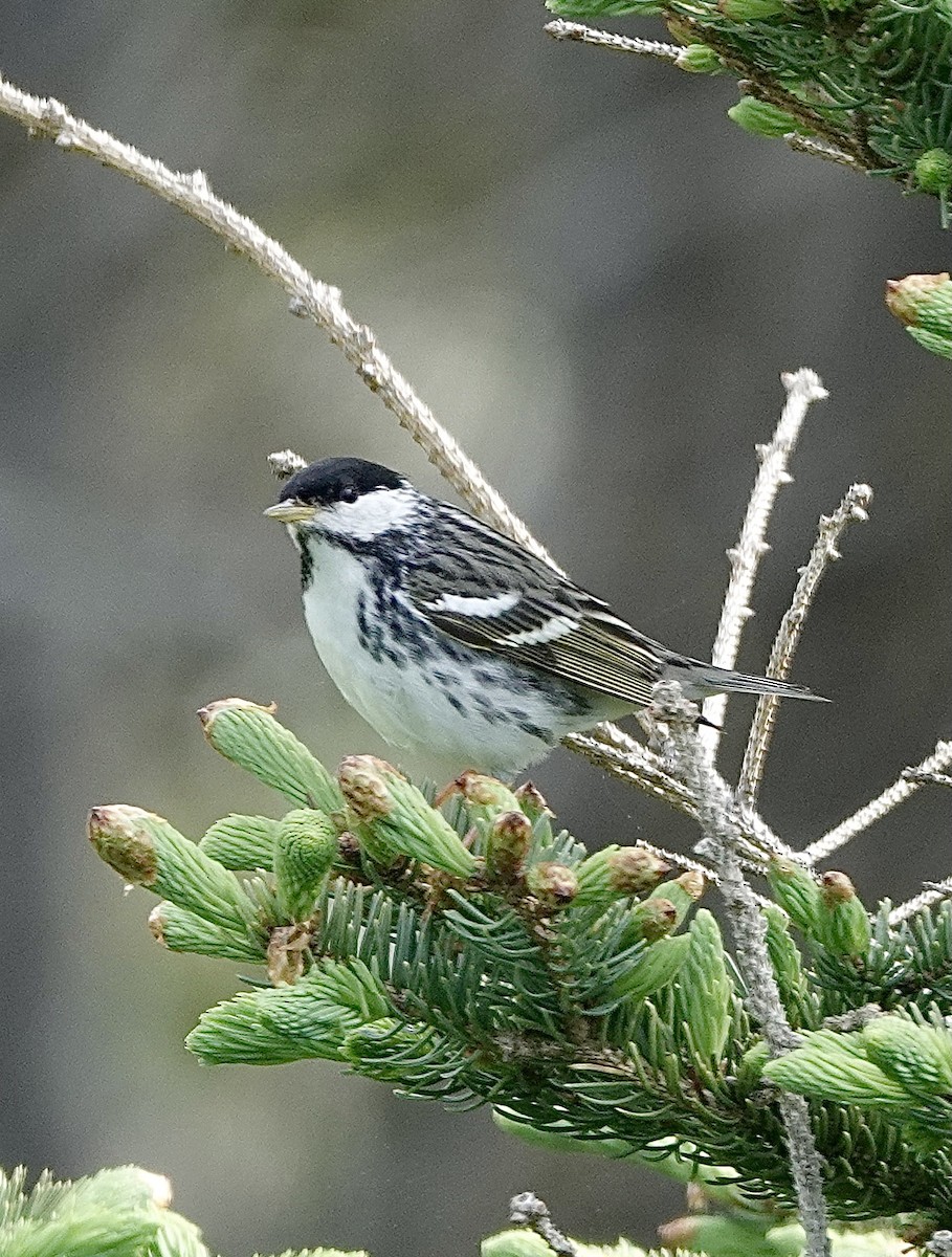 Blackpoll Warbler - Howie Nielsen