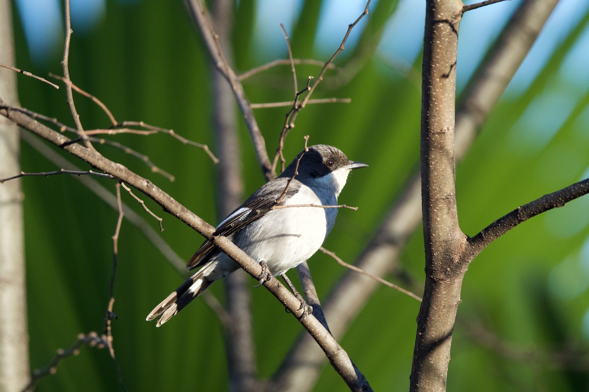 Fiscal Flycatcher - Nick Leiby