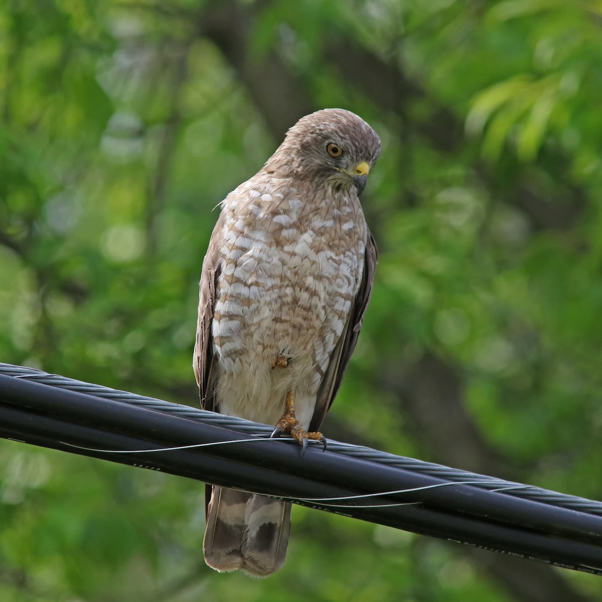 Broad-winged Hawk - Johanne Charette