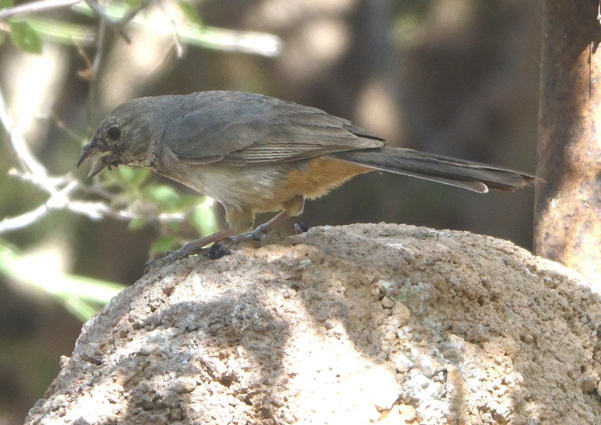 Canyon Towhee - Carolyn Ohl, cc