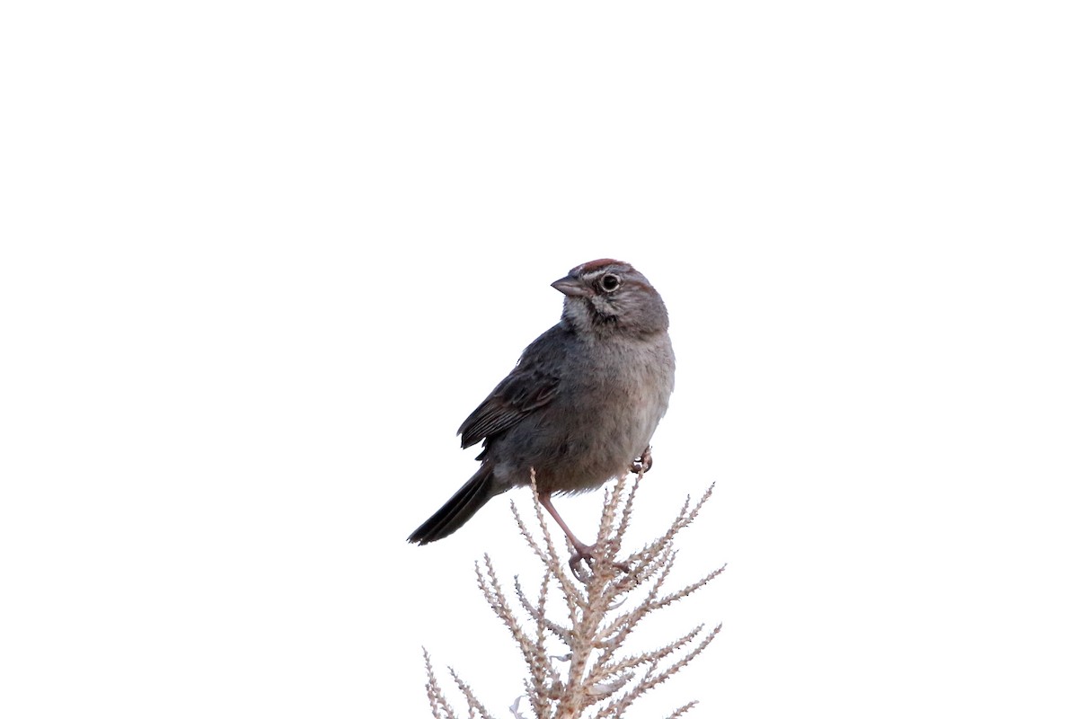 Rufous-crowned Sparrow - Jesse Pline