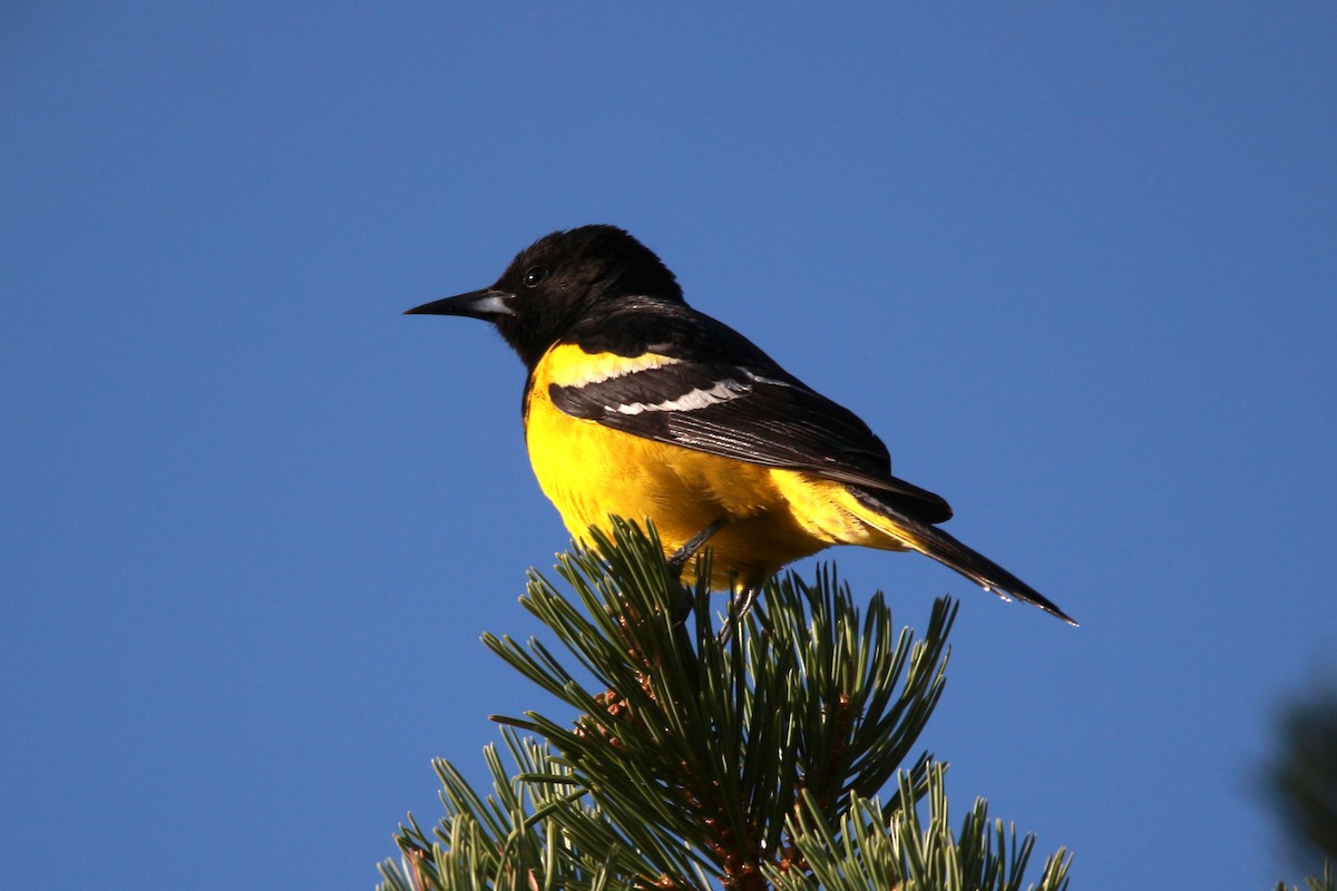 Scott's Oriole - Jesse Pline