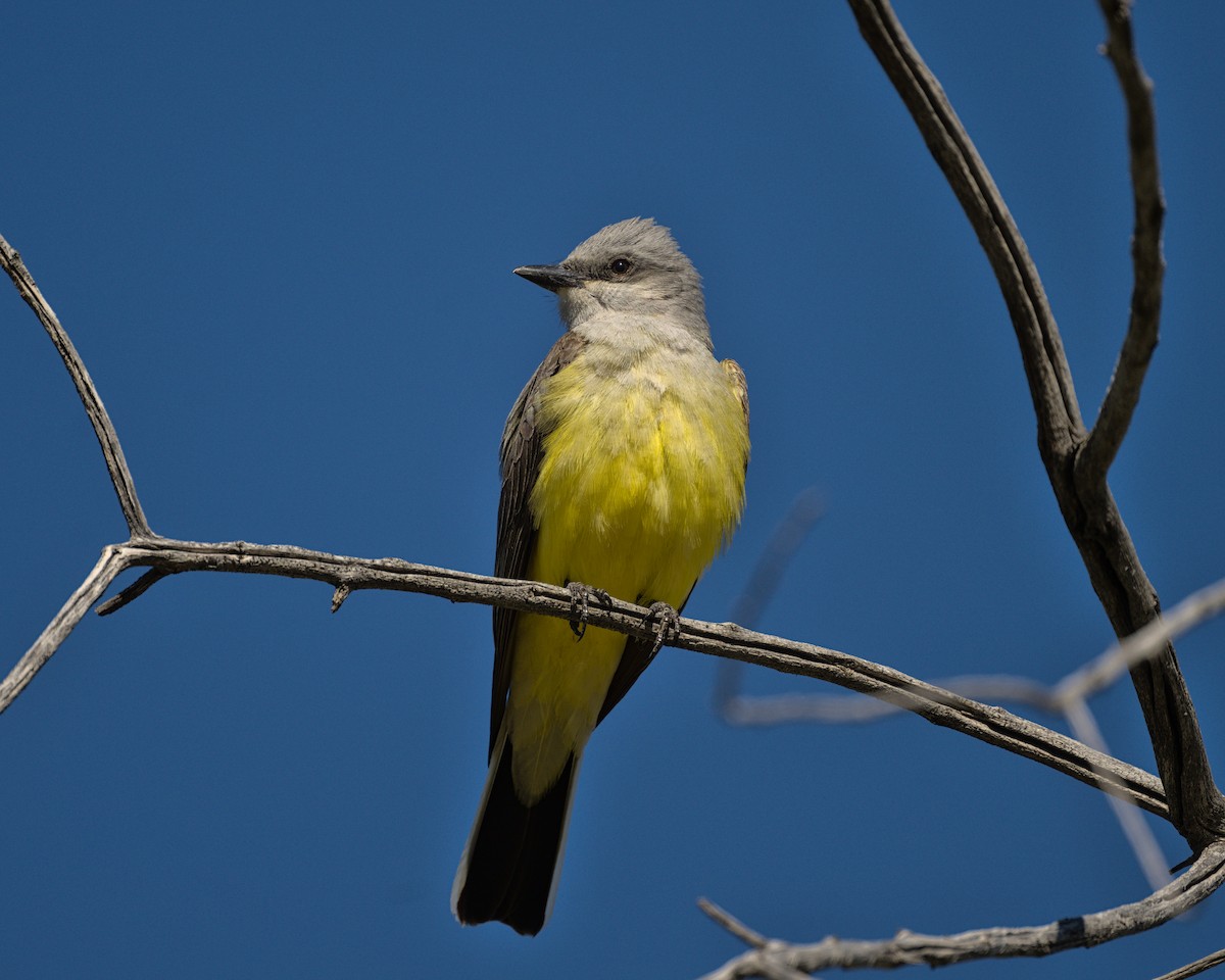 Western Kingbird - Bartholomew Birdee