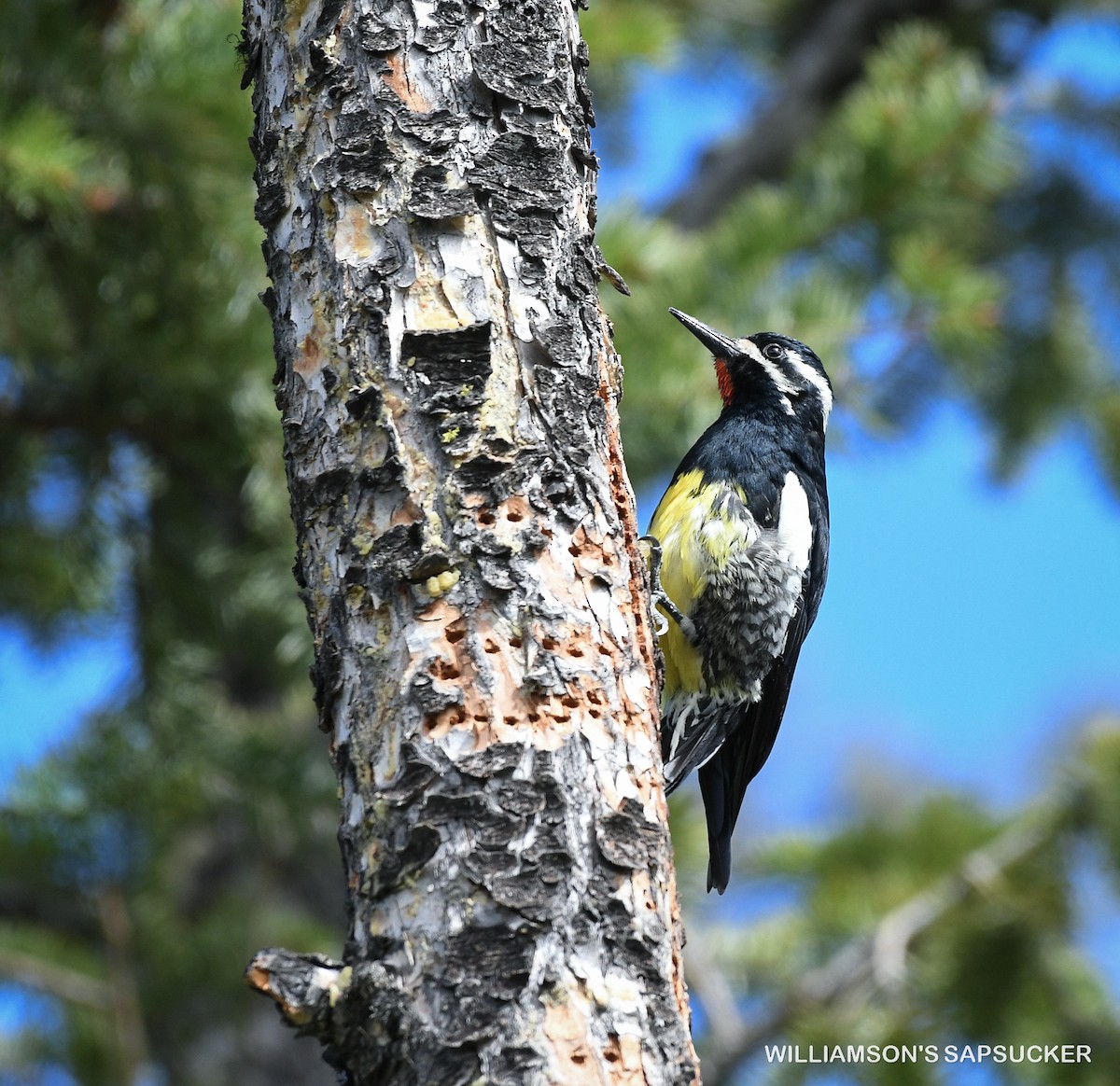 Williamson's Sapsucker - Wayne Diakow