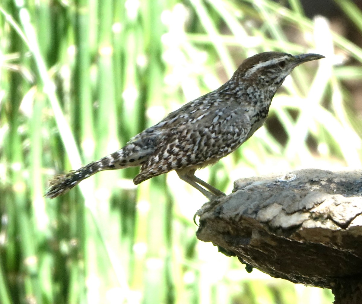 Cactus Wren - Carolyn Ohl, cc