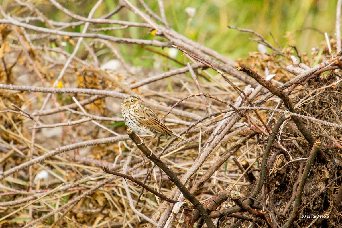 Chipping Sparrow - Louise Auclair