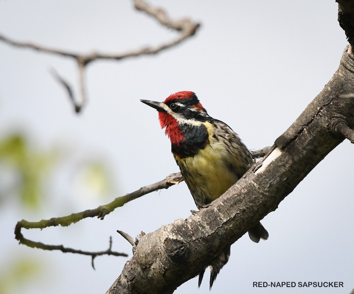 Red-naped Sapsucker - ML619458448